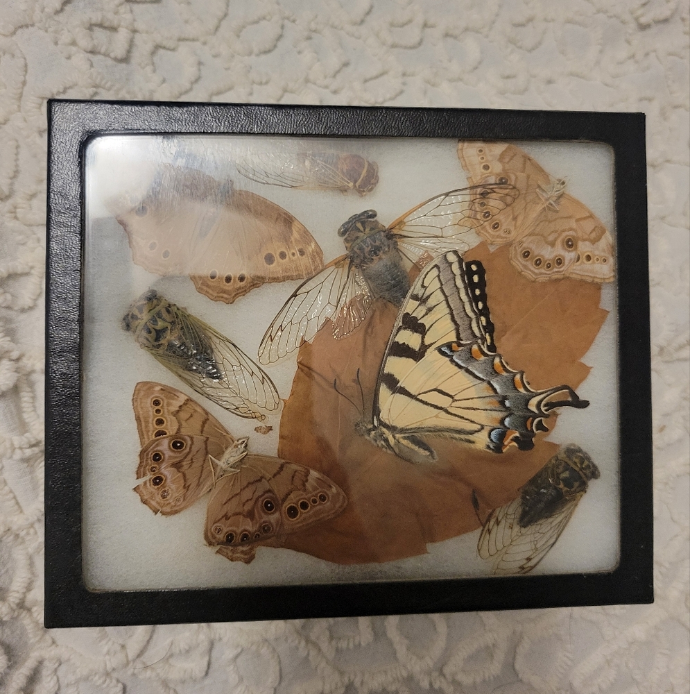 Dried Preserved Real Butterfly Moth Insects Oddity Earth Garden Natural